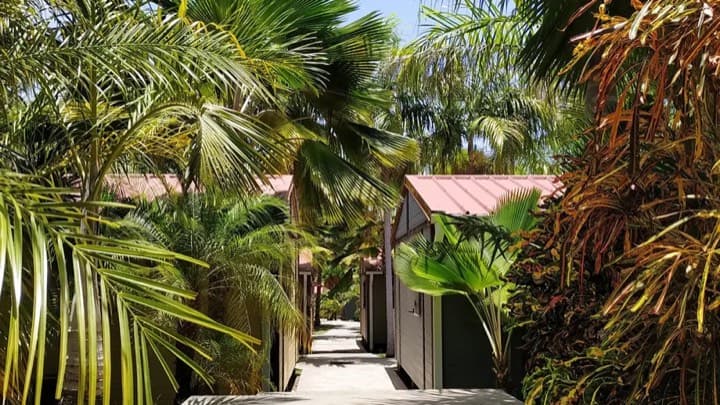 Allee bordee de palmiers entre des cottages aux toits de tole rose